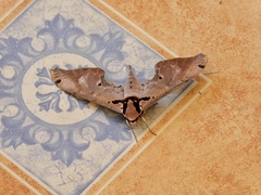 Adhemarius gannascus