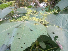 Heliocarpus