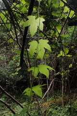 Ceratiosicyos laevis