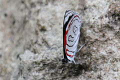 Diaethria