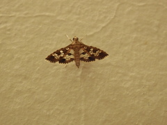 Sameodes cancellalis