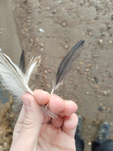 Plume de Garrot à œil d'or