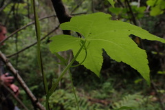 Ceratiosicyos laevis