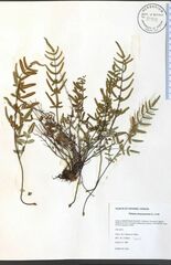 Pellaea atropurpurea