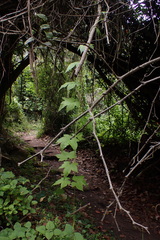 Ceratiosicyos laevis
