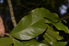Denhamia celastroides