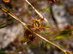 Drosera drummondii