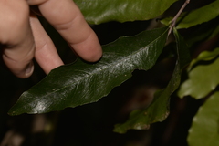 Denhamia celastroides