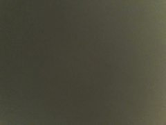 Aonyx capensis capensis