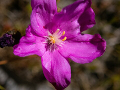 Drosera drummondii
