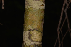 Denhamia celastroides