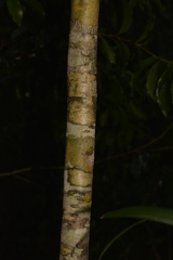 Denhamia celastroides