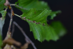 Aceria tenella
