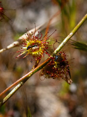 Drosera drummondii