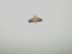Sameodes cancellalis