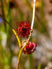 Drosera drummondii