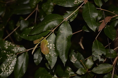 Backhousia leptopetala