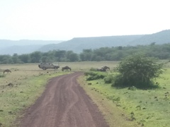 Connochaetes taurinus albojubatus