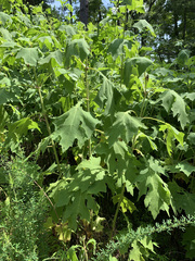 Smallanthus uvedalia