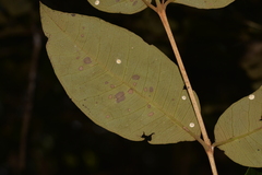Backhousia leptopetala