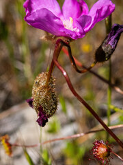 Drosera drummondii
