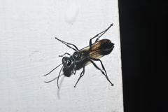 Chalybion bengalense