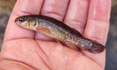 Umbra pygmaea