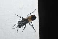 Chalybion bengalense