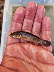 Umbra pygmaea