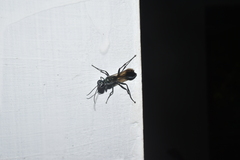 Chalybion bengalense