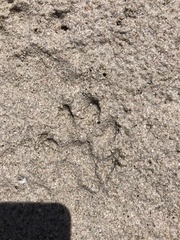 Aonyx capensis capensis