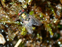 Neomyia cornicina