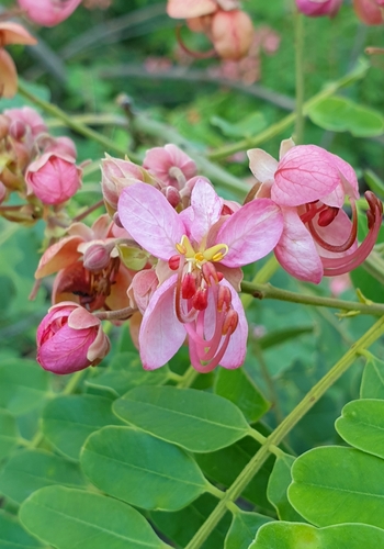 Roxburgh's cassia (Cassia roxburghii)