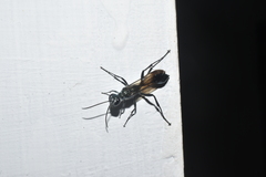 Chalybion bengalense