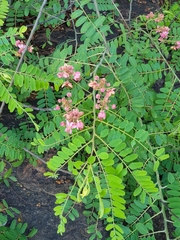 Cassia roxburghii