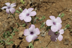 Linum hirsutum