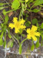 Villarsia capensis