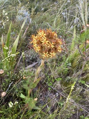 Dilatris viscosa