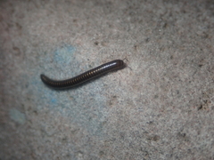 Cylindroiulus caeruleocinctus