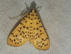 Conogethes