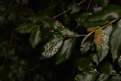 Backhousia leptopetala