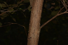 Backhousia leptopetala