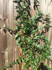 Gelsemium sempervirens