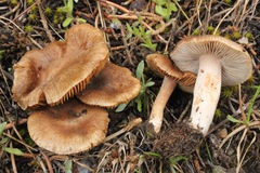 Inocybe