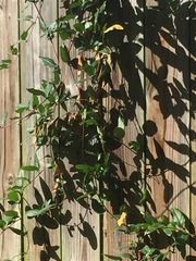 Gelsemium sempervirens