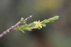 Struthiola eckloniana