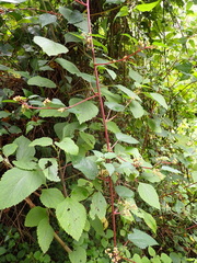 Laportea alatipes