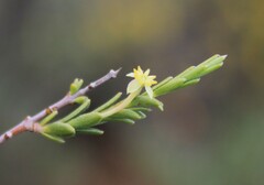 Struthiola eckloniana