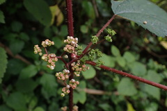 Laportea alatipes