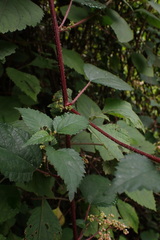 Laportea alatipes